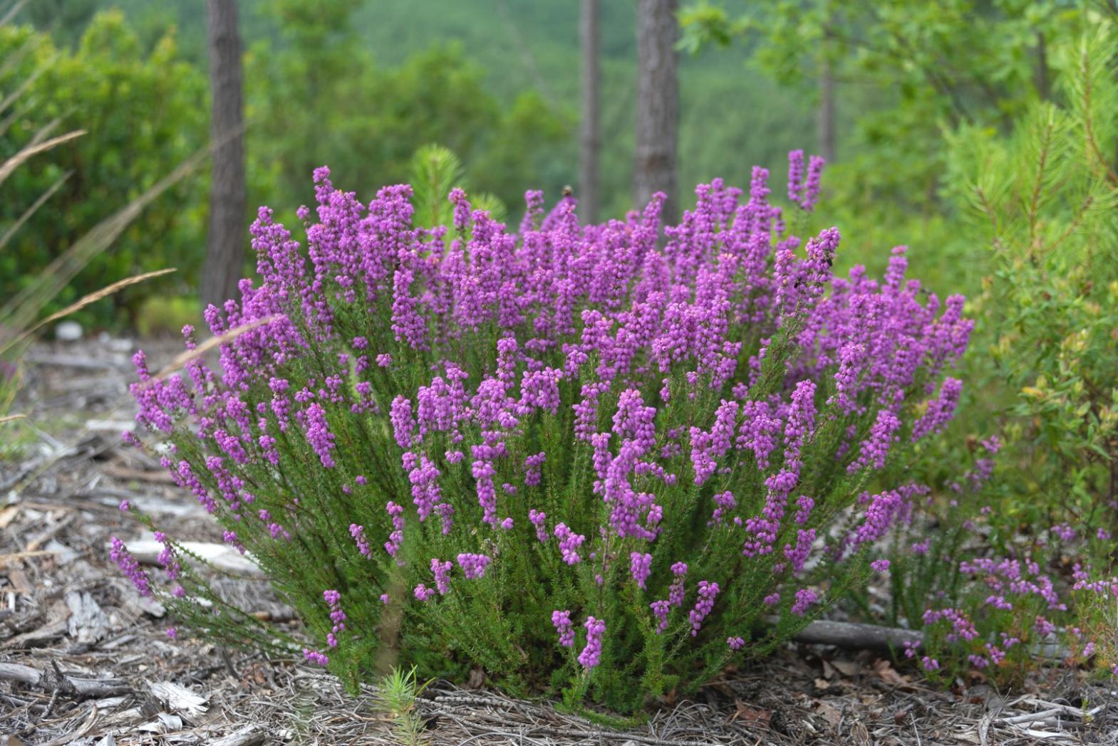 Çiçekçilik ustalık kursu atölyesi görünümü